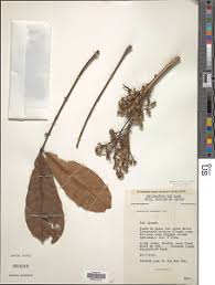 Image result for Trichilia prieuriana