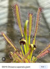 Image result for Mellera nyassana