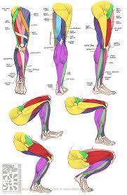 Labeled anatomy chart male back muscles stock illustration 1423699424 : Musculatura De La Cama Anatomy Tutorial Leg Anatomy Anatomy Drawing