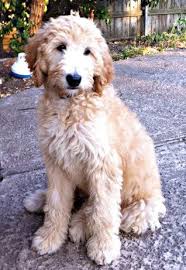 How Reese Should Be Groomed Goldendoodle Grooming Goldendoodle Labradoodle Puppy