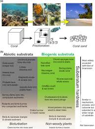 Namun siapa sangka, dirumah tersebut ternyata ada seorang gadis cantik bernama sundong. Bioerosion In A Changing World A Conceptual Framework Davidson 2018 Ecology Letters Wiley Online Library