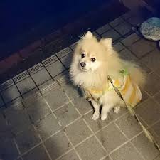 パトロール隊長 パトロール隊長パセリ おいら雨の中 かっぱ を着て 屋外パトロールに行ったケロ 近所で本物のお巡りさん が 何やら見廻っていたので 何かあったケロ と聞いたら 庭に積んでおいた古タイヤが盗まれたそう みんなも気を