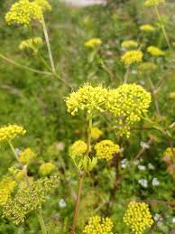 Image result for Tinnea vesiculosa