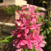 Image result for x Ruttyruspolia 'Phyllis van Heerden'