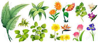 They are bright, desired, pleasantly smell. Different Types Of Flowers And Leaves Illustration Royalty Free Cliparts Vectors And Stock Illustration Image 70683761