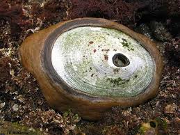 Image result for Craterostigma newtonii