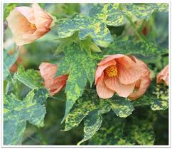 Image result for Abutilon