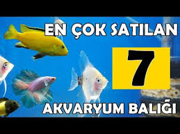 Turkiye De En Cok Satilan 7 Akvaryum Baligi Akvaryum Baliklari