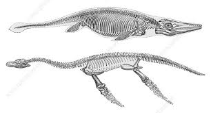 Image result for Plesiosaurus