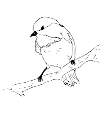 Free chickadee drawing coloring page to download or print, including many other related chickadee coloring page you may like. Black Capped Chickadee Coloring Page Bird Coloring Pages Patterns To Paint Coloring Pages