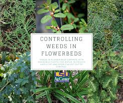 (also try the red/pink gallery as pale flowers can vary.) there are links to monographs on each weed with a full picture and information about the habits and ways to treat it. Controlling Weeds In Flowerbeds