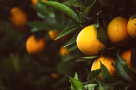 Learning how to properly care for your citrus helps alleviate most issues. How To Plant Citrus Trees The Tree Center