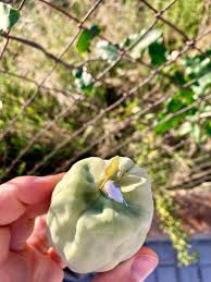 Image result for Orthopichonia