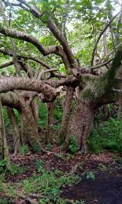 Image result for Triplochiton zambesiacus