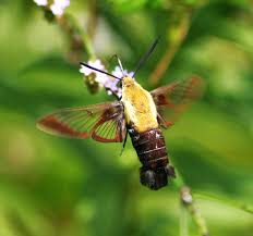 Their long bills and even longer tongues make it easy for them to access nectar that other pollinators. Charles Seabrook S Wild Georgia Column