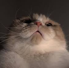 200 best free lock screen wallpapers hd pixabay. Pin Oleh Sam Di ì•¼ì˜¹ Gambar Kucing Lucu Anak Kucing Lucu Humor Hewan