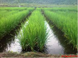 Hasil gambar untuk ukuran tanaman jajar legowo