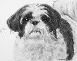 Shih Tzu Black And White Art Print Of Drawing 8x10 Dog By Esart 28 00 Dog Art Black And White Drawing Shih Tzu Who can say no to these beautiful little furry? dog art black and white drawing shih tzu