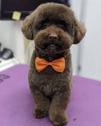 If you are looking for k9 hairstyles you've come to the right place. Which Poodle Haircut Is The Best K9 Web