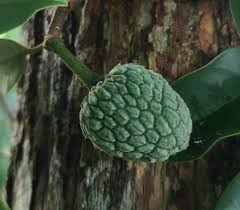 Image result for Uvariodendron