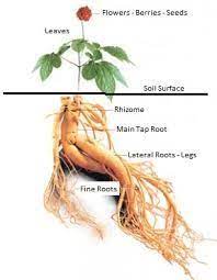 Growing Ginseng Profitably - Luv2gardencom Growing Ginseng Ginseng Plant Ginseng
