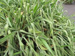 Image result for Urochloa brizantha