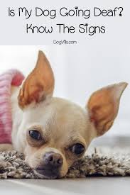 See full list on cdc.gov How Do I Know If My Dog Is Going Deaf How Can I Help Dog Health Tips Dog Health Dog Illnesses