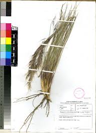 Image result for Stipagrostis