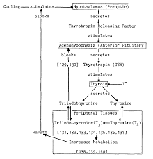 thyroid iodination