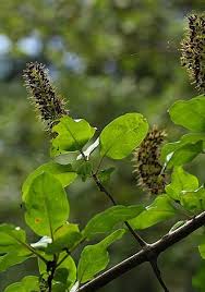 Image result for Hymenodictyon