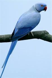 Violet Ringnecks Ring Necked Parakeet Funny Parrots Parrot Bird