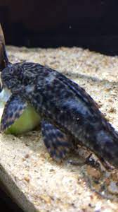 Founded by mycologist and author paul stamets in. Pleco White Spots Aquariacentral Com