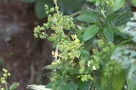 Image result for Rubia cordifolia