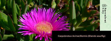 Image result for Carpobrotus