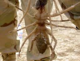 Camel spiders gained their internet fame during the war in iraq back in 2003 when rumors were spread about the creature's gruesome nature and appearance pictures surfaced online of the camel spiders being blown up in size to the point where they were much larger than what they really are. Albert F Rodriguez U S M C Iraq War Veteran Valencia Resident