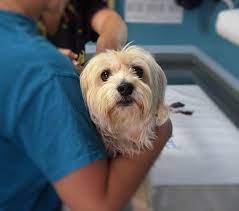 Find your local urgent care center from our nationwide database of more than 14,000 locations. Protect Your Family From Covid 19 By Choosing At Home Urgent Care For Pets In Plantation Blog