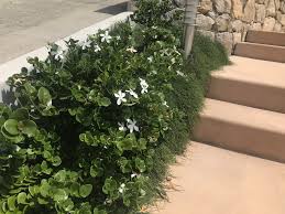 Carissa Desert Star Garden By My Verandah Garden Styles Garden Inspiration Garden Design
