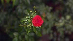 Wikipedia, the free encyclopedia [home phrases that include rose garden: Home Garden How To Grow Roses Youtube