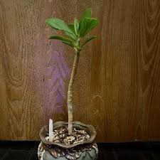Image result for Synadenium cupulare