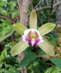 Image result for Vanilla polylepis