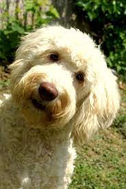 australian labradoodles osterreich australischer labradoodle doodle hund schone hunde