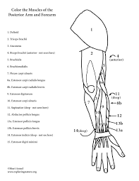 The muscular system coloring pages are a fun way for kids of all ages to develop creativity, focus, motor skills and color recognition. Muscles Of The Arm And Forearm Posterior Coloring Page