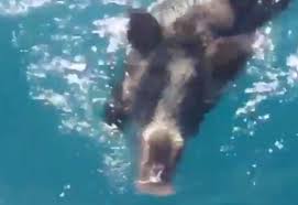 I cinghiali sanno nuotare, ma non sempre evidentemente resistono alla fatica. Cinghiale Salvato In Alto Mare Aveva Perso L Orientamento Video
