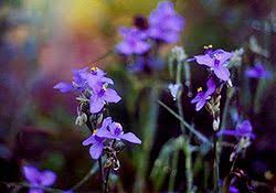 Image result for Aneilema aequinoctiale