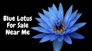 Check out our blue lotus flower selection for the very best in unique or custom, handmade pieces from our spirituality & religion shops. Blue Lotus For Sale Near Me Bistro Grace