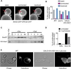 What happens after an animal cell completes telophase. The Nocut Pathway Links Completion Of Cytokinesis To Spindle Midzone Function To Prevent Chromosome Breakage Cell
