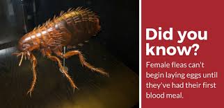 How do fleas get inside your home? How To Get Rid Of Fleas Fast The Definitive Guide