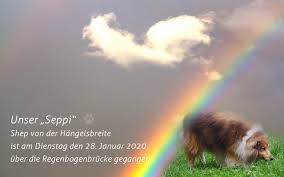 Umso schwerer ist es, euch das jetzt mitzuteilen, dennoch gehört es einfach zum leben mit hund dazu. Abschied Von Unserem Seppi Shelties Von Dippoldiswalde