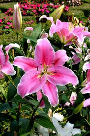 The key is knowing when to plant them. Easter Lily Care What To Do With An Easter Lily Plant After Easter