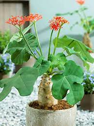 Pin On Garden Spells